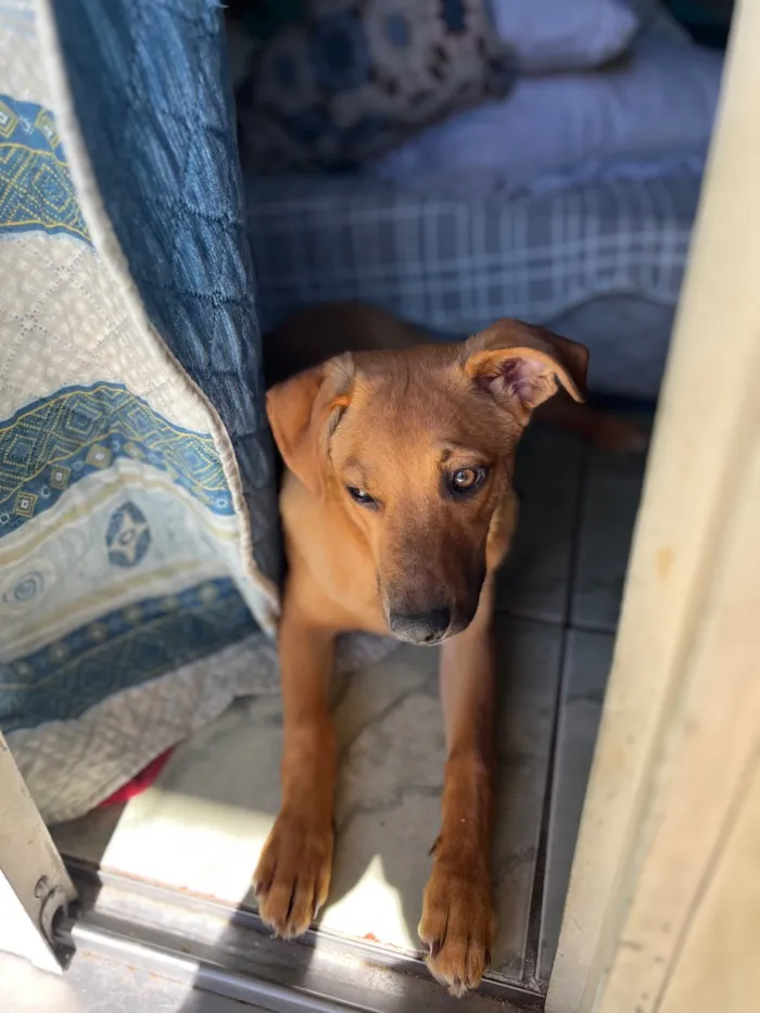 Cachorro raça SRD-ViraLata idade 7 a 11 meses nome Brisa 