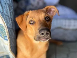 Cachorro raça SRD-ViraLata idade 7 a 11 meses nome Brisa 