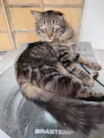Leonito