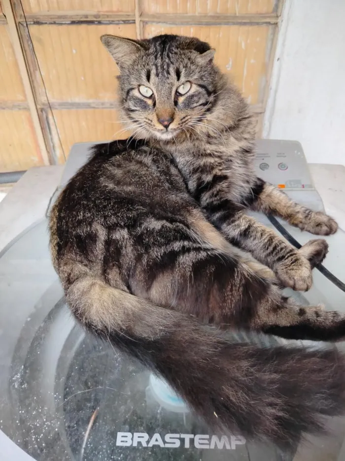 Gato raça SRD-ViraLata idade 3 anos nome Leonito