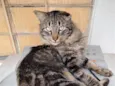 Leonito