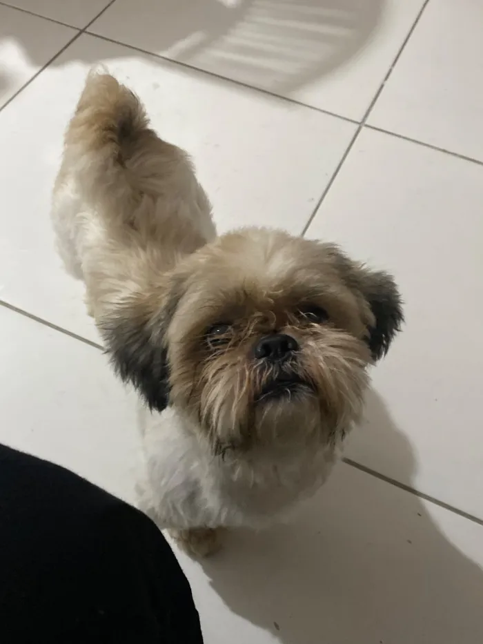 Cachorro raça Shitzu idade 4 anos nome Thor 
