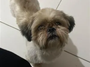 Cachorro raça Shitzu idade 4 anos nome Thor 
