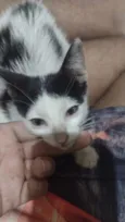 Bia