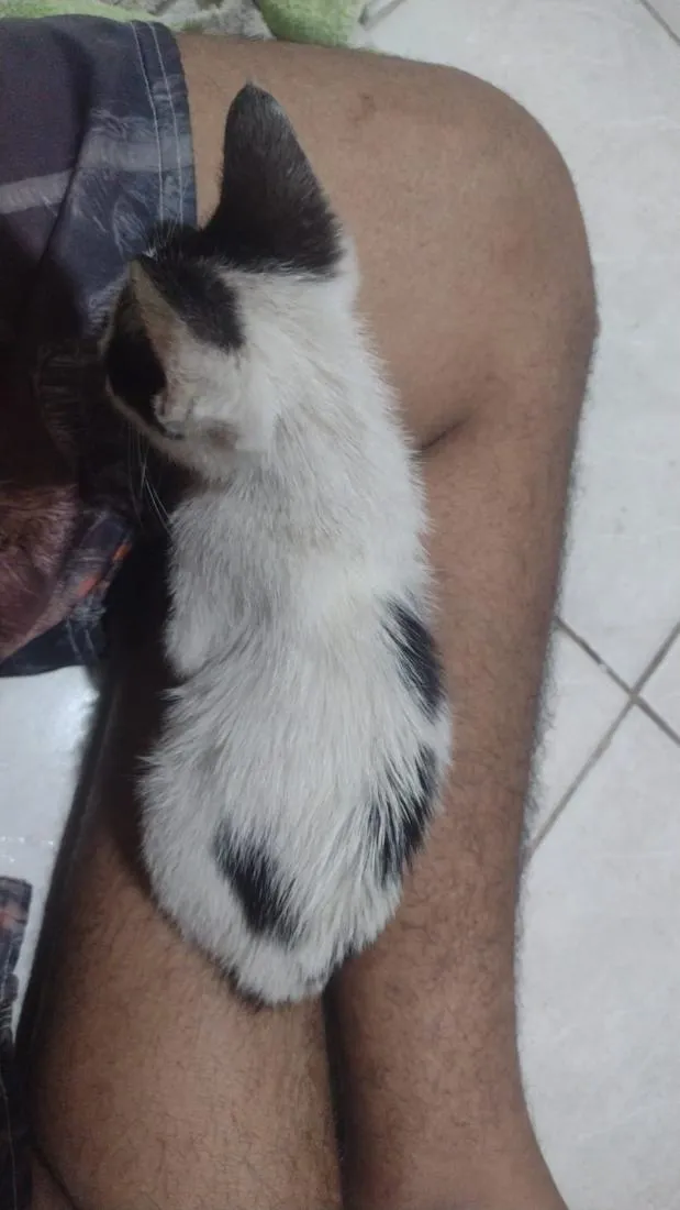 Gato raça Persa idade 2 a 6 meses nome Bia