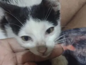 Gato raça Persa idade 2 a 6 meses nome Bia
