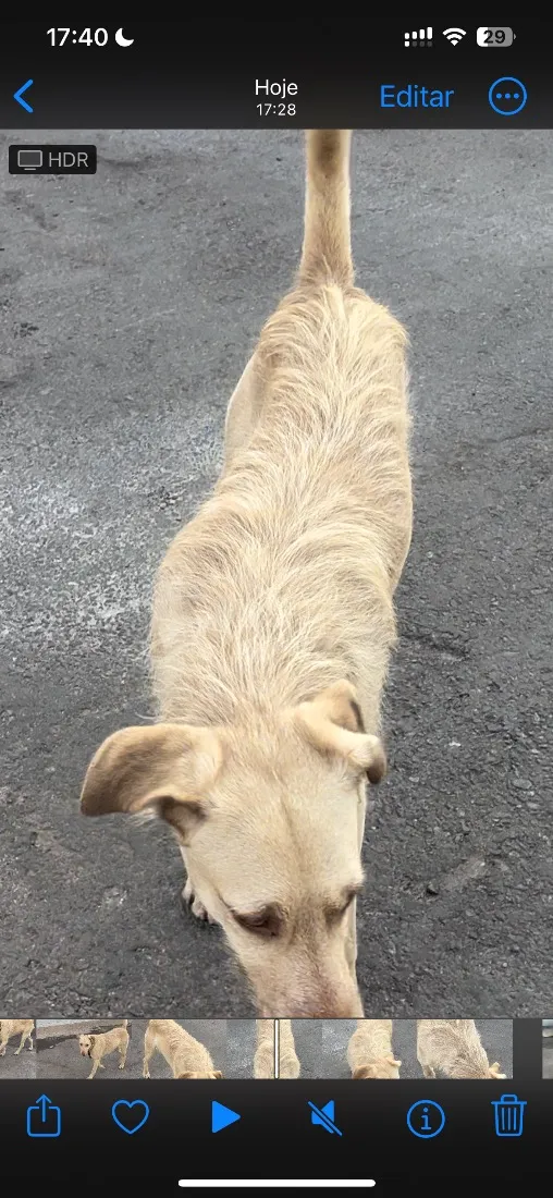 Cachorro raça SRD-ViraLata idade 4 anos nome Não tem