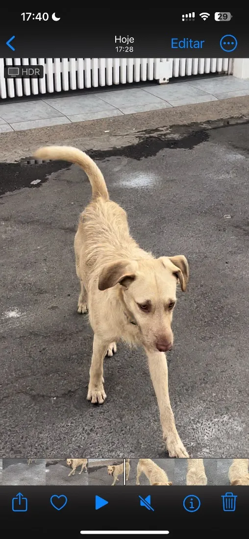 Cachorro raça SRD-ViraLata idade 4 anos nome Não tem