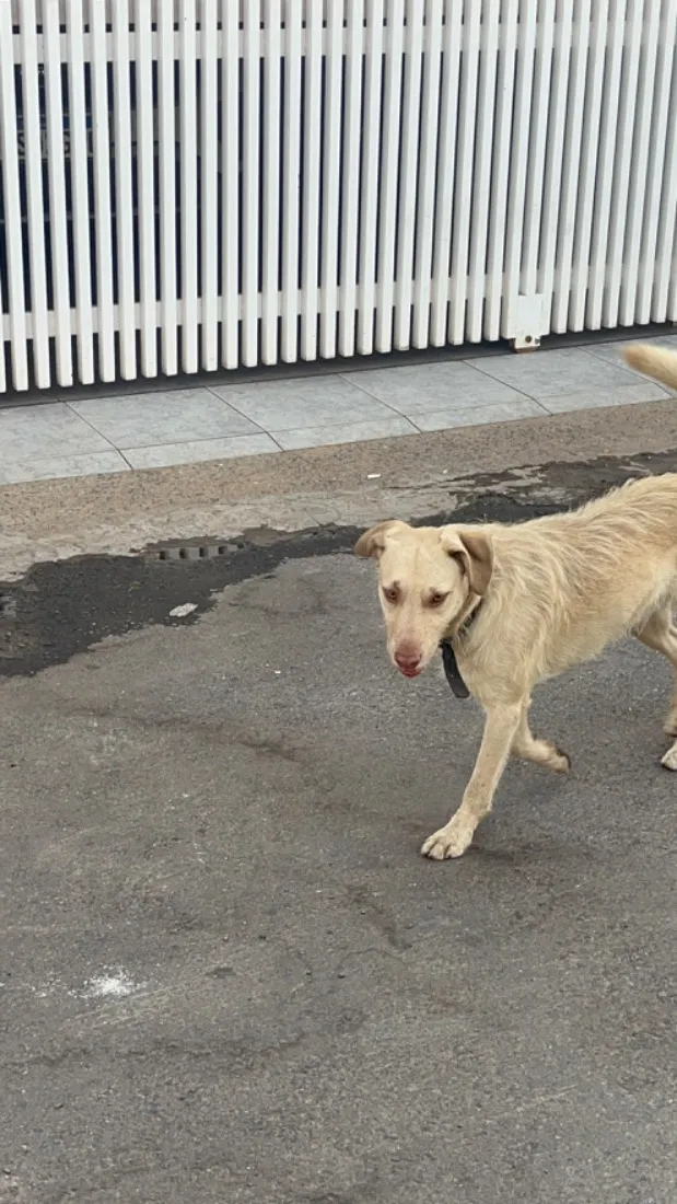 Cachorro raça SRD-ViraLata idade 4 anos nome Não tem