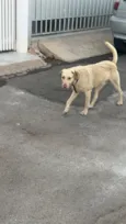 Não tem