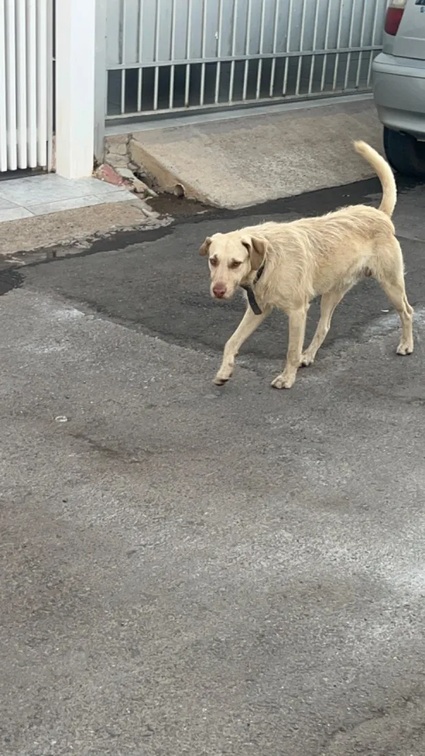 Cachorro raça SRD-ViraLata idade 4 anos nome Não tem