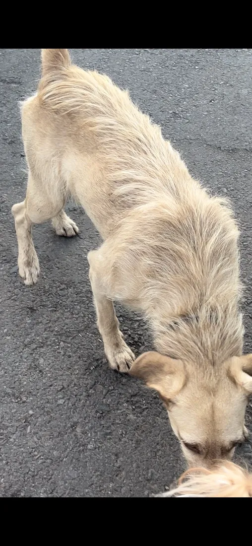 Cachorro raça SRD-ViraLata idade 4 anos nome Não tem