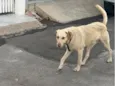 Não tem