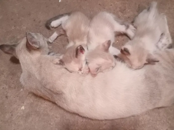Gato raça Siamês idade 1 ano nome Shakira