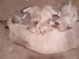 Gato raça Siamês idade 1 ano nome Shakira