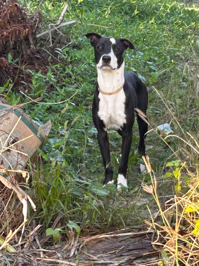 Cachorro raça SRD-ViraLata idade 1 ano nome Não sei 
