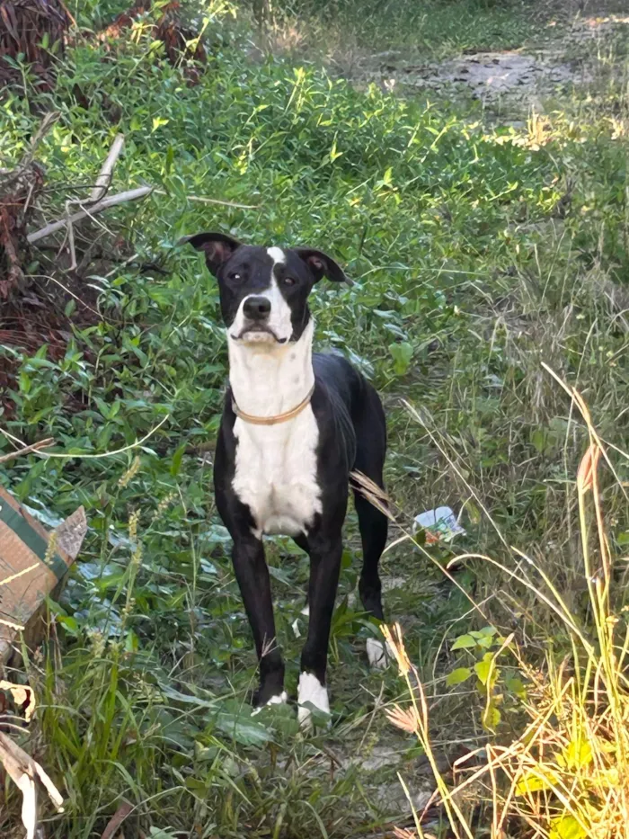 Cachorro raça SRD-ViraLata idade 1 ano nome Não sei 