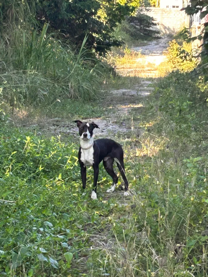 Cachorro raça SRD-ViraLata idade 1 ano nome Não sei 