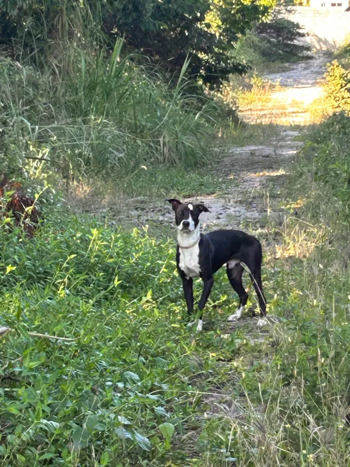 Cachorro raça SRD-ViraLata idade 1 ano nome Não sei 