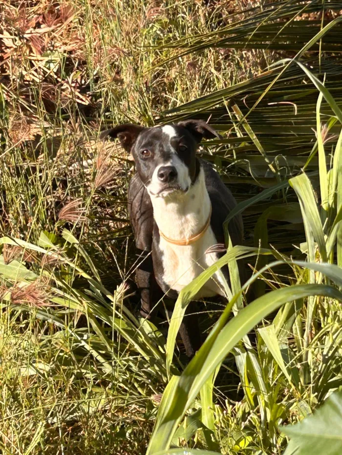 Cachorro raça SRD-ViraLata idade 1 ano nome Não sei 