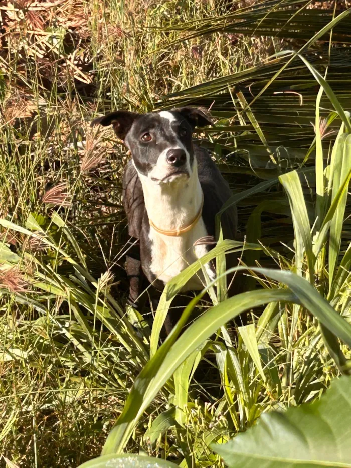 Cachorro raça SRD-ViraLata idade 1 ano nome Não sei 