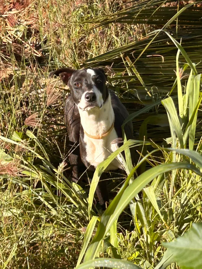 Cachorro raça SRD-ViraLata idade 1 ano nome Não sei 