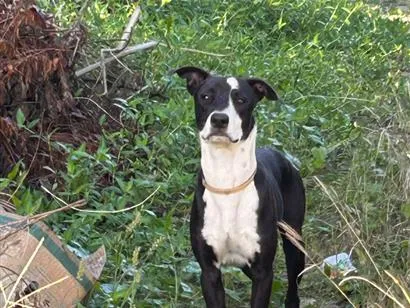 Cachorro raça SRD-ViraLata idade 1 ano nome Não sei 