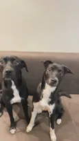 Cloe e amora