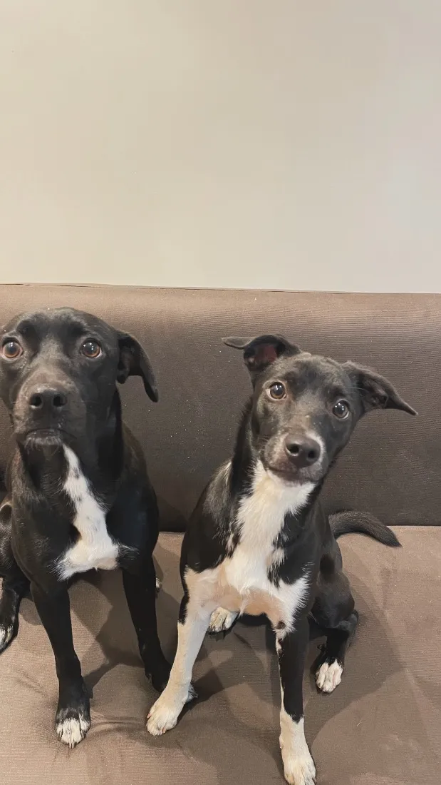 Cachorro raça SRD-ViraLata idade 1 ano nome Cloe e amora