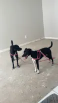 Cloe e amora
