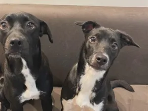 Cachorro raça SRD-ViraLata idade 1 ano nome Cloe e amora