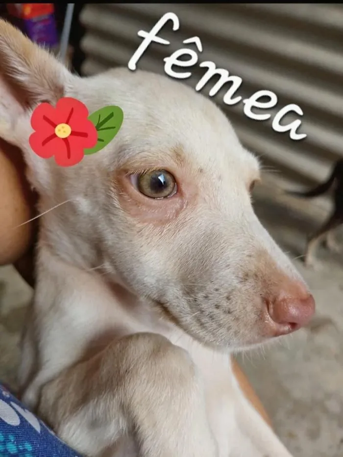 Cachorro raça SRD-ViraLata idade 2 anos nome juju