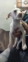 juju