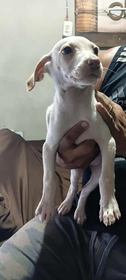 Cachorro raça SRD-ViraLata idade 2 anos nome juju