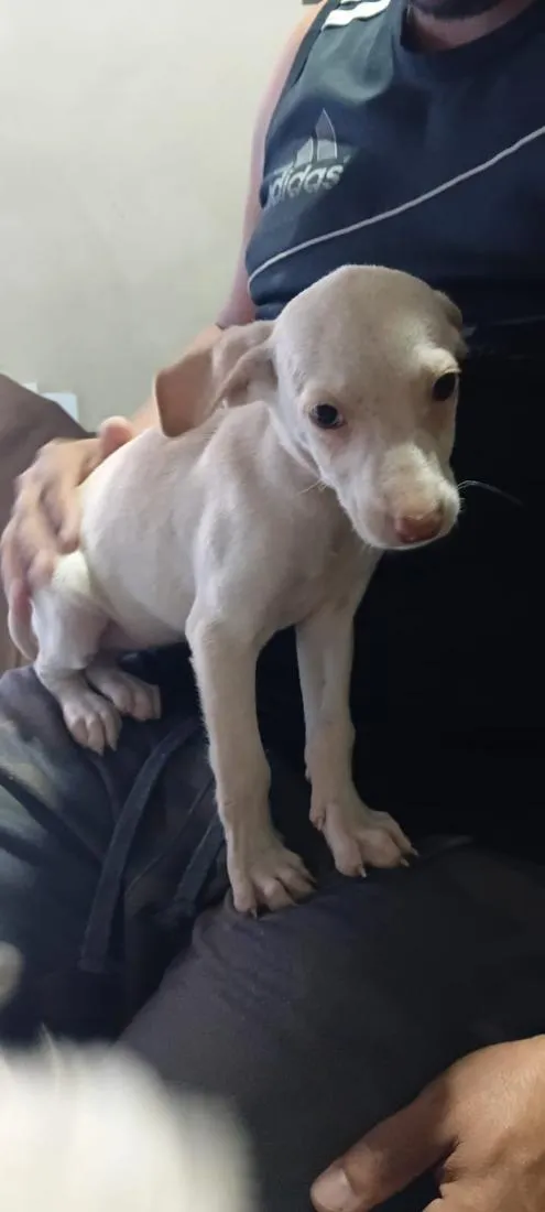 Cachorro raça SRD-ViraLata idade 2 anos nome juju