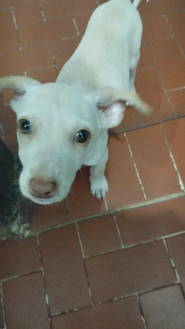 Cachorro raça SRD-ViraLata idade 2 anos nome juju