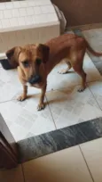 nala