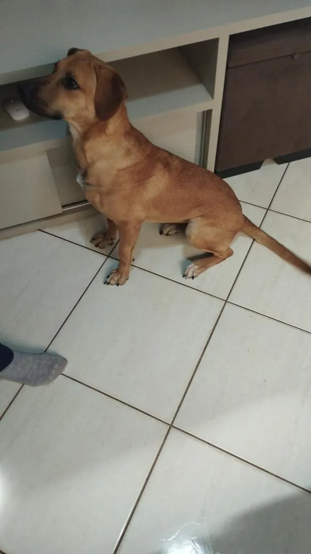 Cachorro raça SRD-ViraLata idade 7 a 11 meses nome nala