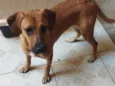 nala