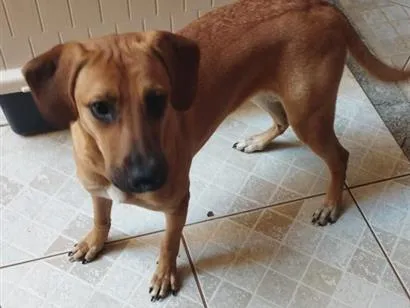 Cachorro raça SRD-ViraLata idade 7 a 11 meses nome nala