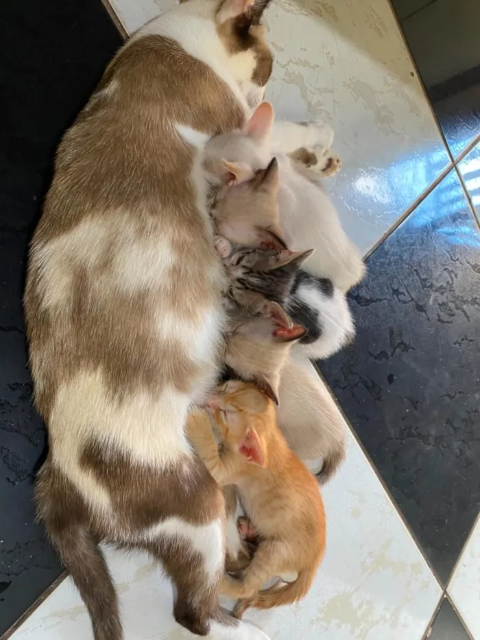 Gato raça SRD-ViraLata idade Abaixo de 2 meses nome SEM NOME