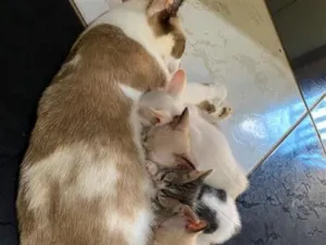 Gato raça SRD-ViraLata idade Abaixo de 2 meses nome SEM NOME