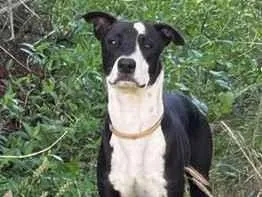 Cachorro raça SRD-ViraLata idade 1 ano nome Não sei 