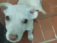 juju