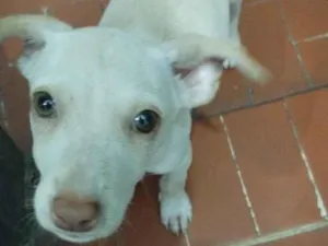 Cachorro raça SRD-ViraLata idade 2 anos nome juju