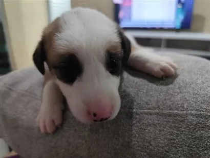 Cachorro raça SRD-ViraLata idade 2 a 6 meses nome flora