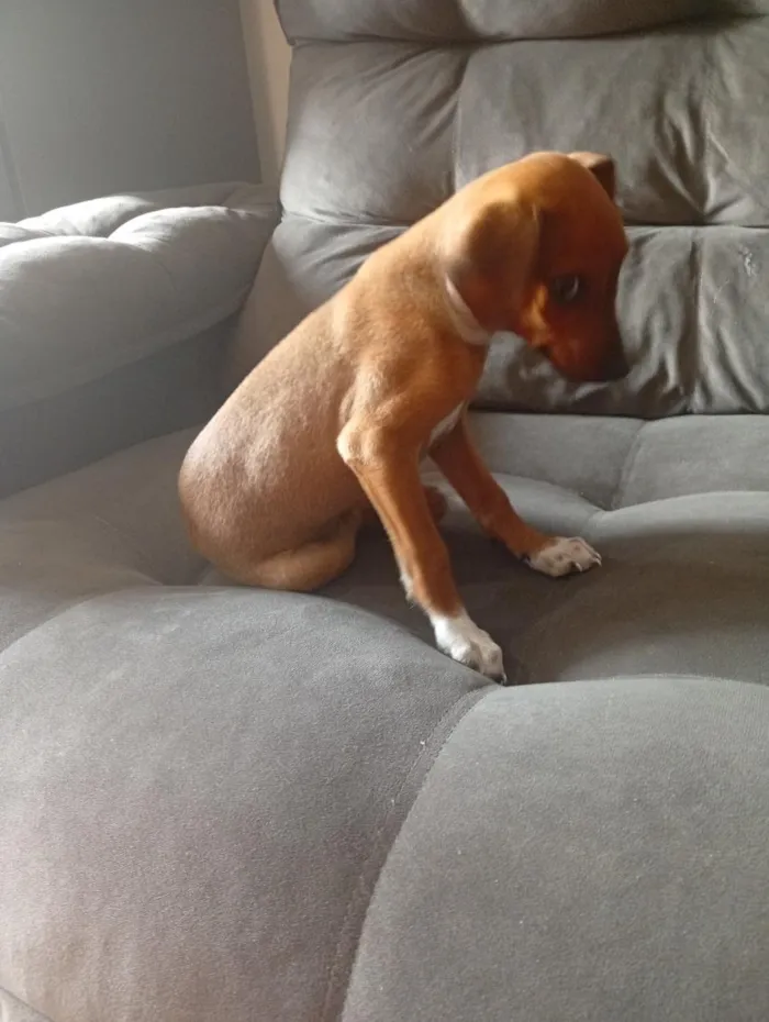 Cachorro raça Basset-Cofap idade 2 a 6 meses nome Darwin
