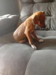 Darwin