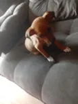 Darwin