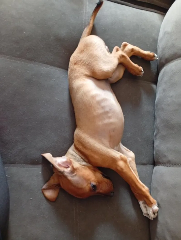 Cachorro raça Basset-Cofap idade 2 a 6 meses nome Darwin